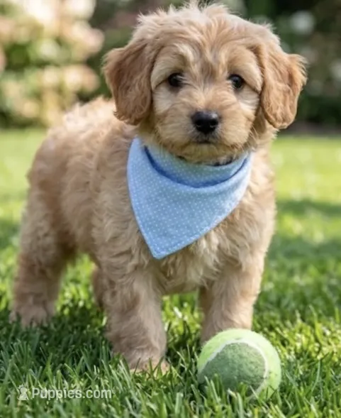 f1b mini goldendoodle – Miniature Goldendoodle puppy for sale in Richmond, IL