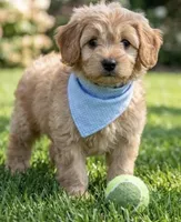 f1b mini goldendoodle, a male Miniature Goldendoodle for sale in Richmond, IL – 1 of 5