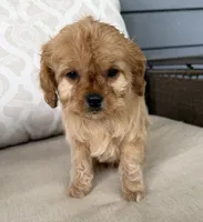 cavapoo, a male Cavapoo for sale in Richmond, IL – 4 of 4