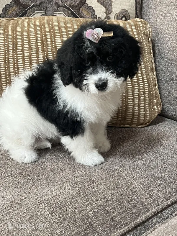 MINI BERNEDOODLE