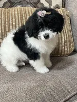 MINI BERNEDOODLE, a female Miniature Bernedoodle for sale in Richmond, IL – Photo 3 of 3
