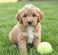 f1b mini goldendoodle, a female Poodle - Miniature  and Miniature Goldendoodle for sale in Richmond, IL – 1 of 2