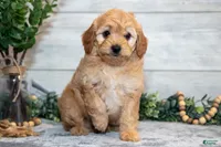 f1b mini goldendoodle, a female Miniature Goldendoodle for sale in Richmond, IL – 3 of 4