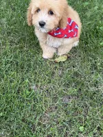 1B Mini Bernedoodle, a male Poodle - Miniature  and Miniature Bernedoodle for sale in Richmond, IL – 5 of 5
