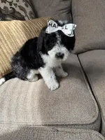 mini bernedoodle f1b, a female Poodle - Miniature  and Miniature Bernedoodle for sale in Richmond, IL – Photo 5 of 5