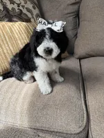 mini bernedoodle f1b, a female Poodle - Miniature  and Miniature Bernedoodle for sale in Richmond, IL – Photo 4 of 5