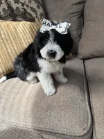 mini bernedoodle f1b, a female Poodle - Miniature  and Miniature Bernedoodle for sale in Richmond, IL – Photo 3 of 5