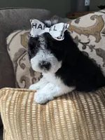 mini bernedoodle f1b, a female Poodle - Miniature  and Miniature Bernedoodle for sale in Richmond, IL – Photo 2 of 5