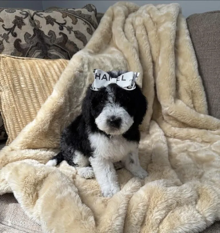 mini bernedoodle f1b – Poodle - Miniature , Miniature Bernedoodle puppy for sale in Richmond, IL