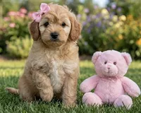 f1b mini goldendoodle, a female Miniature Goldendoodle for sale in Richmond, IL – 1 of 4