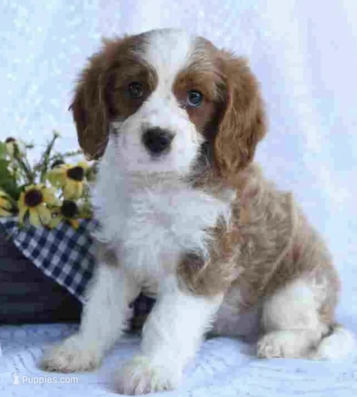 cavapoo – Cavapoo puppy for sale in Richmond, IL