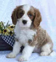 cavapoo, a male Cavapoo for sale in Richmond, IL – 1 of 3