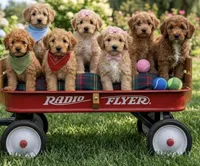 f1b mini goldendoodle, a male Miniature Goldendoodle for sale in Richmond, IL – 2 of 5