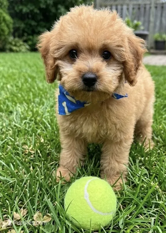 f1b mini goldendoodle – Miniature Goldendoodle puppy for sale in Richmond, IL