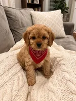cavapoo, a male Cavapoo for sale in Richmond, IL – 3 of 4