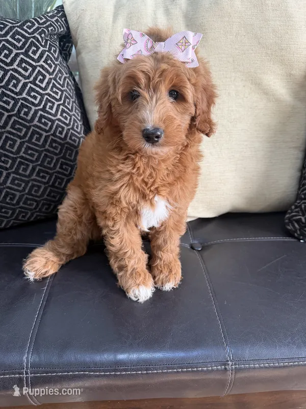 F1B Mini Goldendoodle – Miniature Goldendoodle puppy for sale in Richmond, IL
