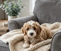 f1b mini goldendoodle, a male Poodle - Miniature  and Miniature Goldendoodle for sale in Richmond, IL – 1 of 2