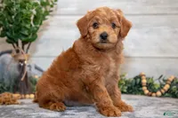 f1b mini goldendoodle, a female Miniature Goldendoodle for sale in Richmond, IL – 3 of 4
