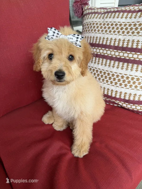 f1b mini goldendoodle – Miniature Goldendoodle puppy for sale in Richmond, IL