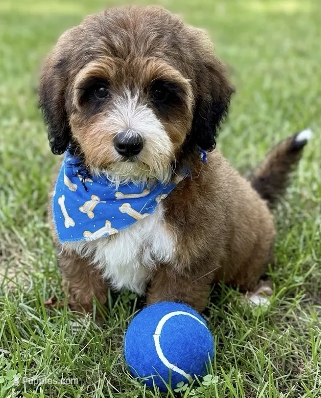 F1B Mini Bernedoodle – Poodle - Miniature , Miniature Bernedoodle puppy for sale in Richmond, IL