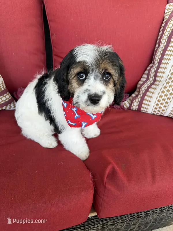 cavapoo – Cavapoo puppy for sale in Richmond, IL