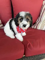 cavapoo, a male Cavapoo for sale in Richmond, IL – Photo 1 of 6