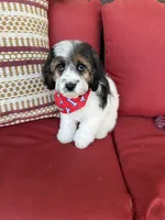 cavapoo, a male Cavapoo for sale in Richmond, IL – Photo 5 of 6