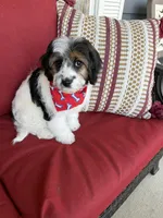 cavapoo, a male Cavapoo for sale in Richmond, IL – Photo 4 of 6