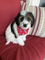 cavapoo, a male Cavapoo for sale in Richmond, IL – Photo 3 of 6