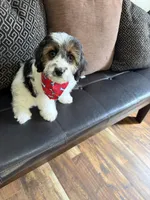 cavapoo, a male Cavapoo for sale in Richmond, IL – Photo 2 of 6