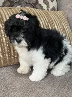 f1b mini bernedoodle, a female Miniature Bernedoodle for sale in Richmond, IL – Photo 2 of 5