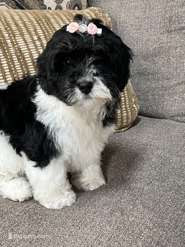 f1b mini bernedoodle