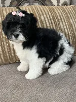 f1b mini bernedoodle, a female Miniature Bernedoodle for sale in Richmond, IL – Photo 4 of 5