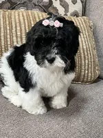 f1b mini bernedoodle, a female Miniature Bernedoodle for sale in Richmond, IL – Photo 3 of 5