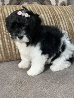 f1b mini bernedoodle, a female Miniature Bernedoodle for sale in Richmond, IL – Photo 5 of 5