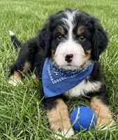 F1 Bernedoodle, a female Bernedoodle for sale in Richmond, IL – 4 of 5