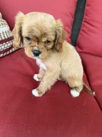 cavapoo, a male Cavapoo for sale in Richmond, IL – 3 of 5