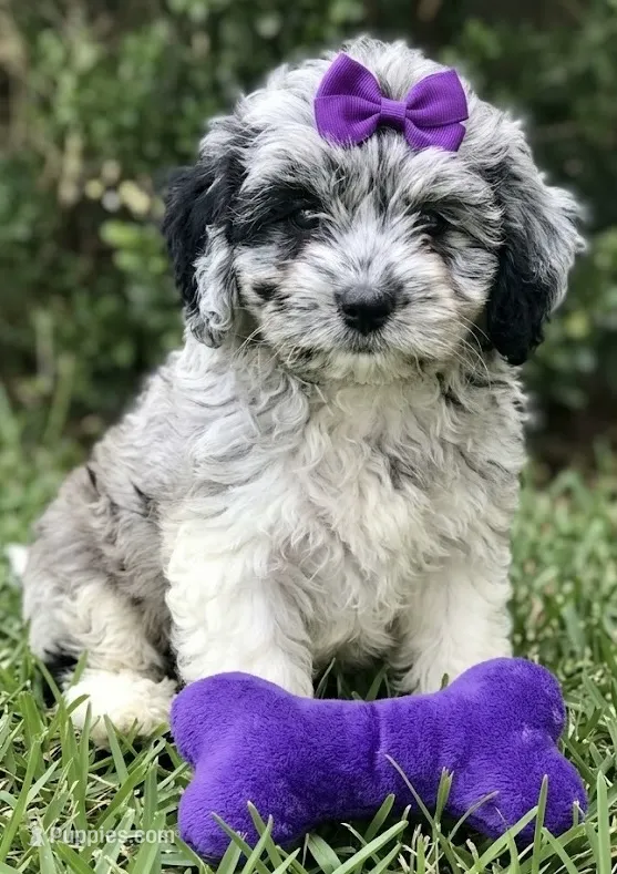 cockapoo – Cockapoo puppy for sale in Richmond, IL