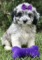 cockapoo, a female Cockapoo for sale in Richmond, IL – 1 of 2