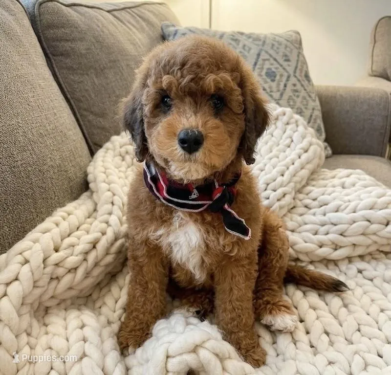 mini bernedoodle – Poodle - Miniature , Miniature Bernedoodle puppy for sale in Richmond, IL