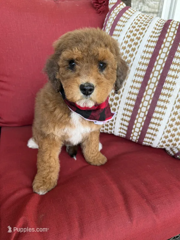 mini bernedoodle – Poodle - Miniature , Miniature Bernedoodle puppy for sale in Richmond, IL