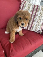 mini bernedoodle, a male Poodle - Miniature  and Miniature Bernedoodle for sale in Richmond, IL – Photo 4 of 4