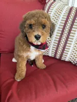 mini bernedoodle, a male Poodle - Miniature  and Miniature Bernedoodle for sale in Richmond, IL – Photo 2 of 4