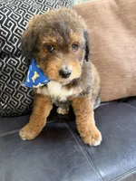 mini bernedoodle, a male Poodle - Miniature  and Miniature Bernedoodle for sale in Richmond, IL – Photo 2 of 7