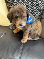 mini bernedoodle, a male Poodle - Miniature  and Miniature Bernedoodle for sale in Richmond, IL – Photo 3 of 7