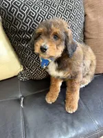 mini bernedoodle, a male Poodle - Miniature  and Miniature Bernedoodle for sale in Richmond, IL – Photo 7 of 7