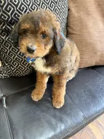 mini bernedoodle, a male Poodle - Miniature  and Miniature Bernedoodle for sale in Richmond, IL – Photo 5 of 7