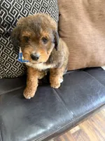 mini bernedoodle, a male Poodle - Miniature  and Miniature Bernedoodle for sale in Richmond, IL – Photo 4 of 7