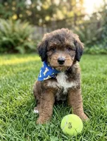 mini bernedoodle, a male Poodle - Miniature  and Miniature Bernedoodle for sale in Richmond, IL – Photo 1 of 7