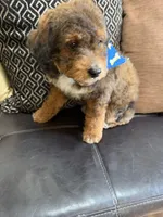 mini bernedoodle, a male Poodle - Miniature  and Miniature Bernedoodle for sale in Richmond, IL – Photo 6 of 7